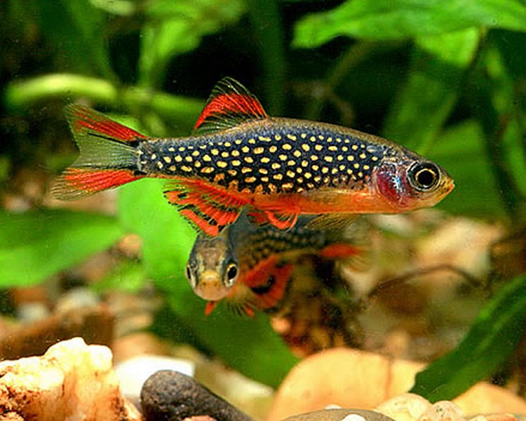 Galaxy Rasbora Celestichthys margaritatus The Trop Company